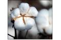 Low turnovers in cotton market