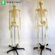 Inflexible Spine Human Body Skeleton Model Clear Cartilage Removable Stand