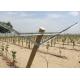 Grape Manor Vineyard Trellis Systems Reduced Installation And Setup Costs