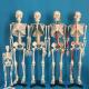 Medical Science 180cm Scattered Anatomical Skeleton Educational Model