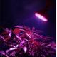 12W Environmentally Energy - Efficiency LED Plant Grow Lights WL-BU012A8101