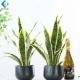 Green Artificial Potted Plants , Artificial Snake Plant Customized Design