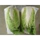 Organic Green Flat Head Cabbage With Japan Standard HACCP&GAP Standard