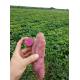 IQF Frozen Purple Sweet Potato, random cut