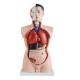 PVC Medical Training 85cm Human Anatomy Model With 21 Parts