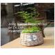 2016 new style wicker garden baskets round shape willow plant basket different color