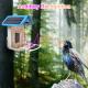 House Standing Solar Powered Smart Bird Feeder with Trail Camera