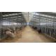 50 Years Life Span H-Section Steel Prefab Cow Shed for Cattle Livestock Farm Building