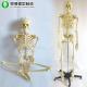 Tall Adult Male Bone Human Body Skeleton Model Iron Stand And Arm Removable