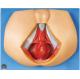 ISO / CE / SGS Male Perineunm Anatomical Model for Medical Colleges Training