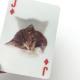 PET Lenticular 3D Card Custom Lenticular Card With Glossy Or Matte Lamination
