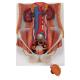 Advanced PVC Simulation 15cm Human Urinary System Model For Medical Dispaly