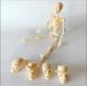 Skeletal Human Body Model Toy Bone Gifts 20CM Assembled