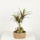 Home Decor Fake Dracaena Plant / Artificial Bonsai Tree With Cement Pot