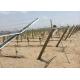 Hot Dipped Galvanized Metal Grape Vine Stakes Enables Sunlight Reach Make Grape Grow