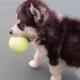 pet playing ball