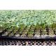 Thermoforming 128Cells Plastic Germination Trays Plastic Seed Starter