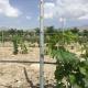 Eco Friendly 3.5M Vineyard Trellis Stakes Low Labor Cost Weather Resistance