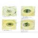 Educational Zoology Microscope Slides Of Animal Cells Optical Glass Made