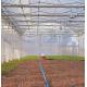 US Currency Multi-Span Film Agricultural Greenhouse for Large Scale Farming/Cultivation