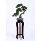 75cm Bonsai Pine Tree Podocarpus Lovely Macrophyllus Regal In Stature