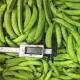 No Allergens New Crop Bulk IQF Frozen Sugar Snap Peas