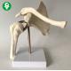 Skeleton Shoulder Joint Human Joints Model Scapula Medical Teaching Learning