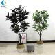 1.6m Height Artificial Bonsai Tree , Faux Rubber Tree Plant For Indoor R020010