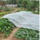 Spunbond Non Woven Agriculture Cover Fabric , Landscape PP Fabrics for Green House