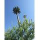 4g Base Station Palm Tree Monopole Steel Tower With Camouflage Leaves Tree Bark