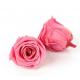 Decorative Preserved Rose Heads Pretty Appearance Keeping Everlasting Memory