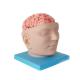 Life Size Medical Education Human Brain Anatomy 3d Model With Arteries