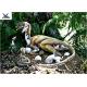 Outdoor Moving Velociraptor Life Size Model For Garden Display / Festival Exhibition