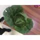 Large Organic Green Cabbage , Cruciferous No Putrefaction Healthy Cabbage
