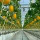 Proper Intelligent Garden Glass Frame Agriculture Greenhouse Sale 100.000kg Gross Weight
