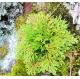Selaginella tamariscina (P. Beauv.) Spring.whole plant. Juan bai,traditional chinese herb