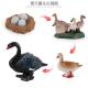 Black Swan Life Cycle Figure Model Toy For Boys Girls Kids
