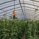 US 20/Piece Vegetable Greenhouse with Single-Span Agriculture Tunnel Plastic Film