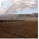 Agriculture Plants Growing Farming Polyethylene Film Single Span Tunnel Plastic Greenhouse