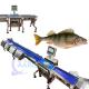 121pcs/min Fish Weight Grader Fish Weighing And Sorting Machine For Aquatic Environment