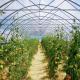 Large Single Arch Tunnel Greenhouse JX-A00182 for Year-Round Vegetable Production