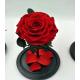 Never Withered Flowers  Preserved roses Live Enchanted Rose in Glass Dome Cover with Gift Box rose