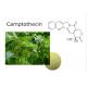 High Purity 98% Natural Camptotheca acuminata Extract Anti-cancer Camptothecin CAS:7689-03-4