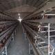 Automatic A Type Layer Chicken Cage Poultry Feed Farm Cage Egg System