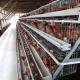 Hot Galvanised Chicken Poultry Cage Layer Poultry Farming Equipment