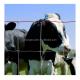 Powder Coated Cattle Fence for Agriculture Field Livestock Farm Hot Dipped Galvanized