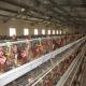 Stainless Layer Chicken Cage Poultry Farming Hen Cages Feeding System