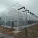 Custom Design and Double Arch Beam Greenhouse for Tomato/Cucumber Growing Large Size