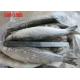 Whole Round Healthy BQF 500g 1000g Frozen Grey Mullet