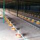 Automatic feeding pan line poultry feeders and drinkers chicken